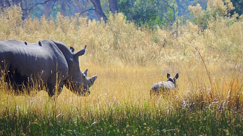 Alice in Africa