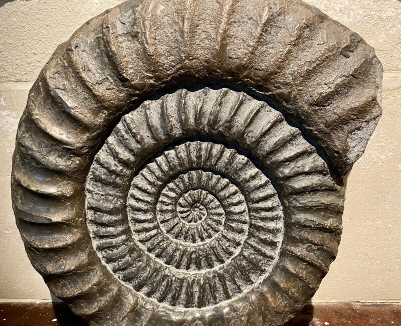 Ammonite