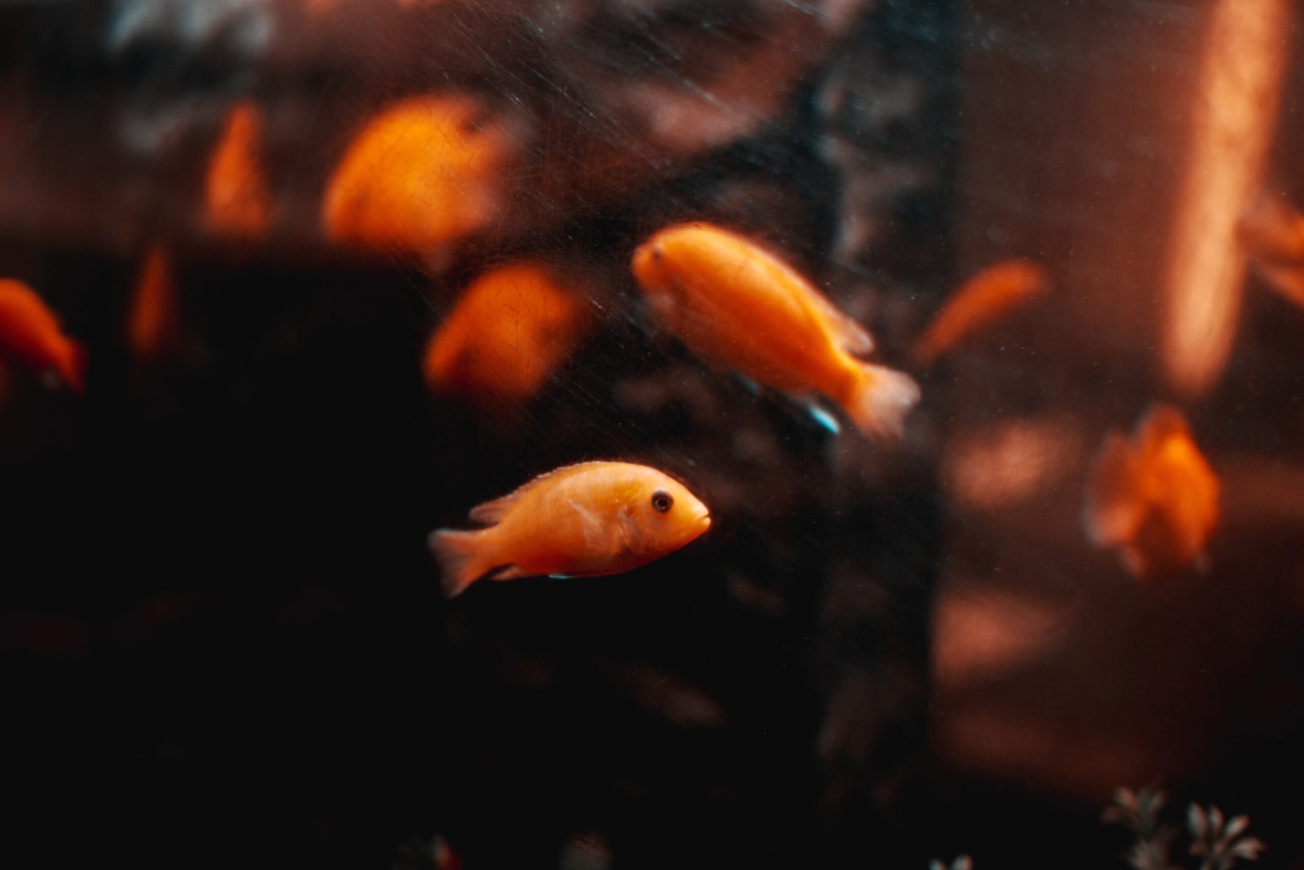 orange and white fish in water
