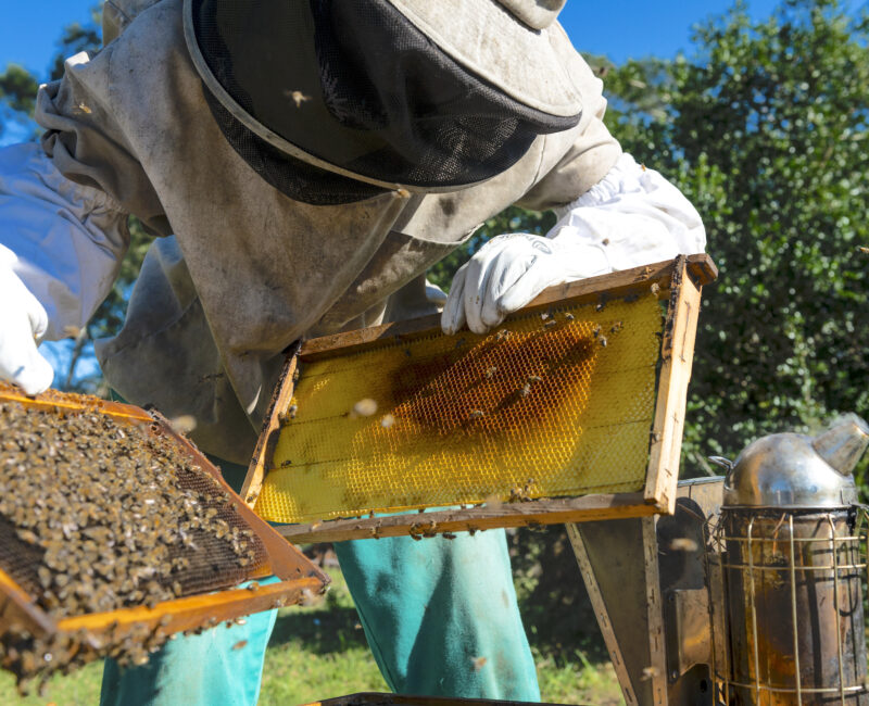 Bee