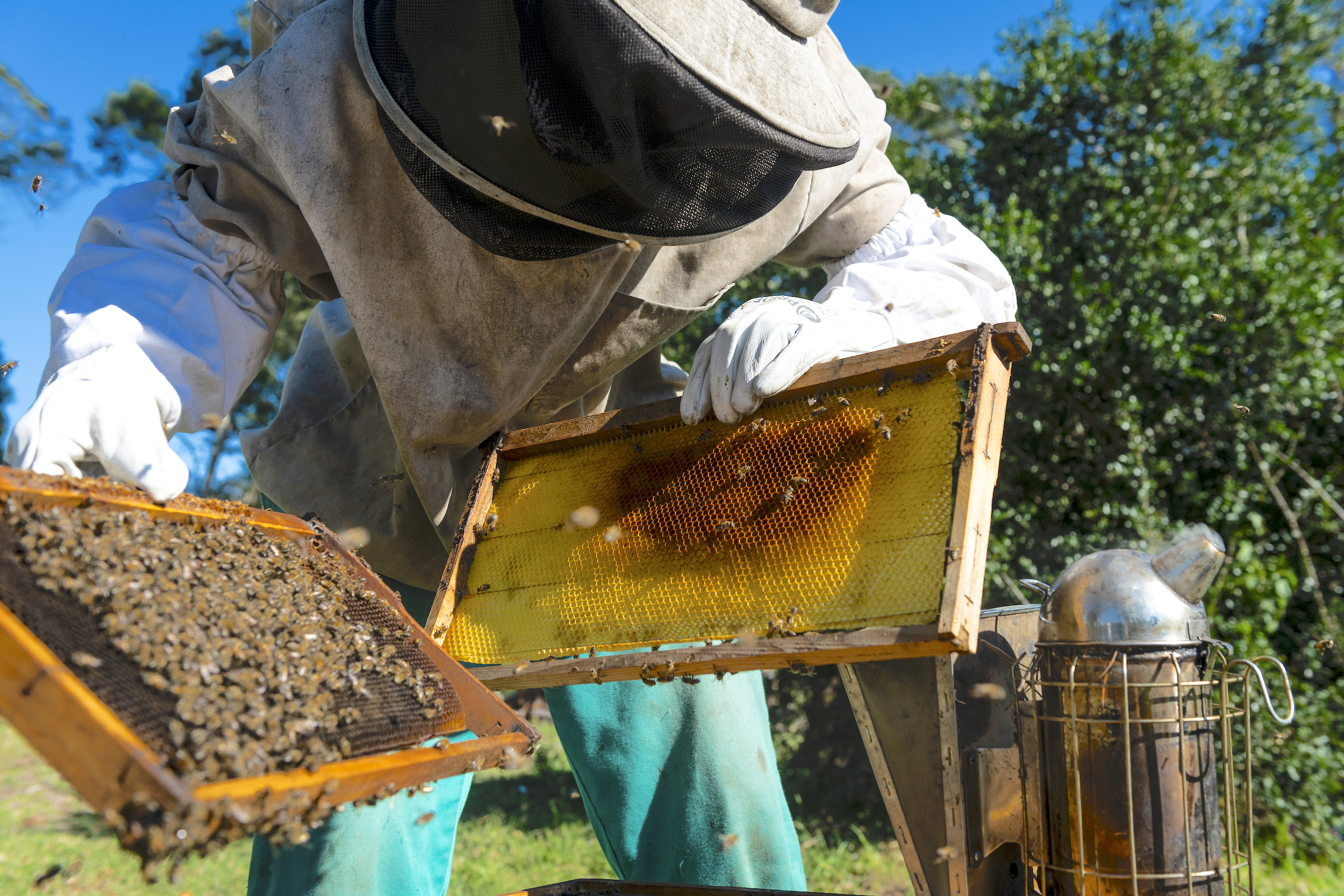 Bee