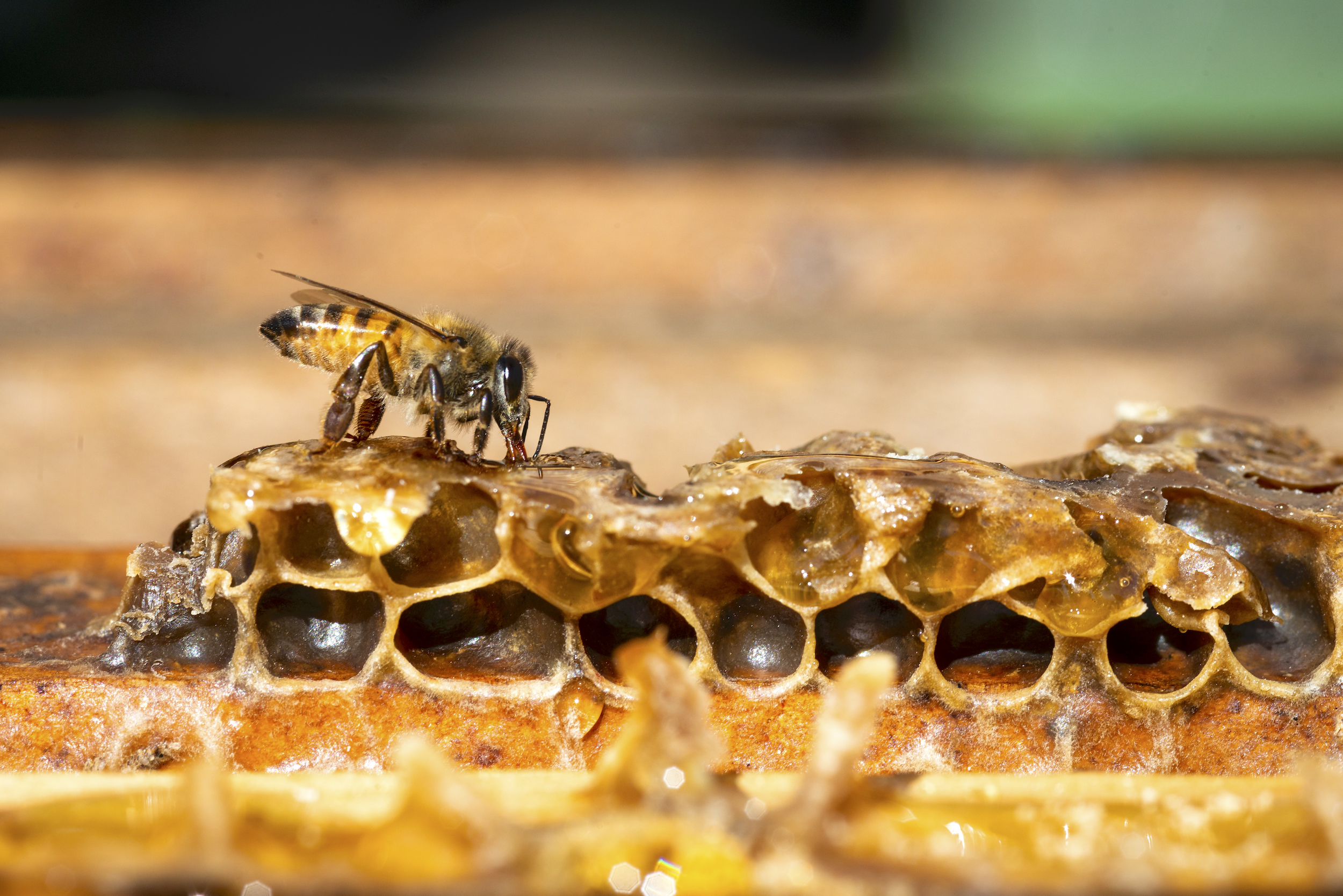 Bees