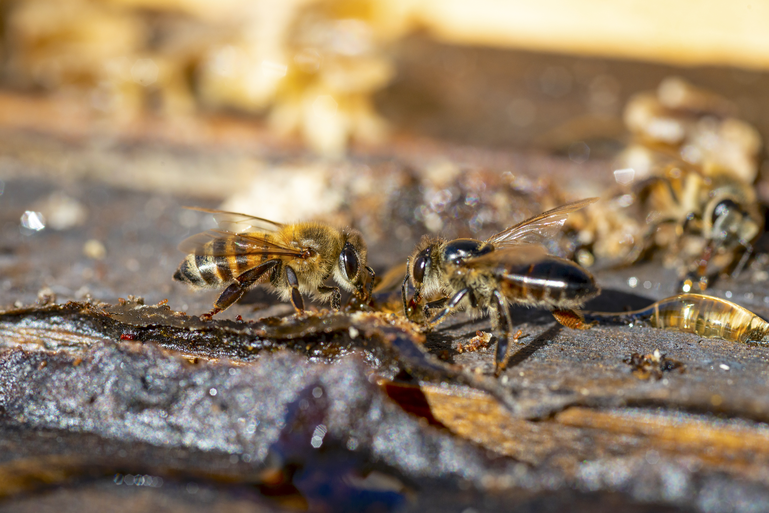 Bees