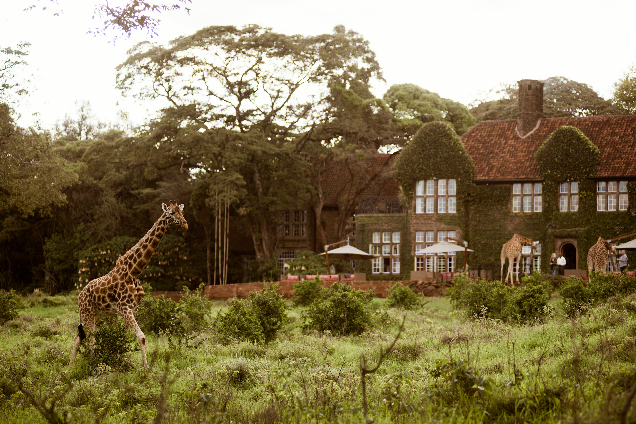 Giraffe Manor