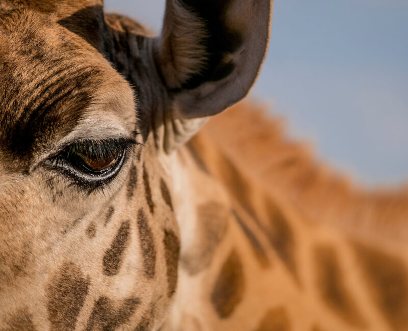 Giraffe Manor