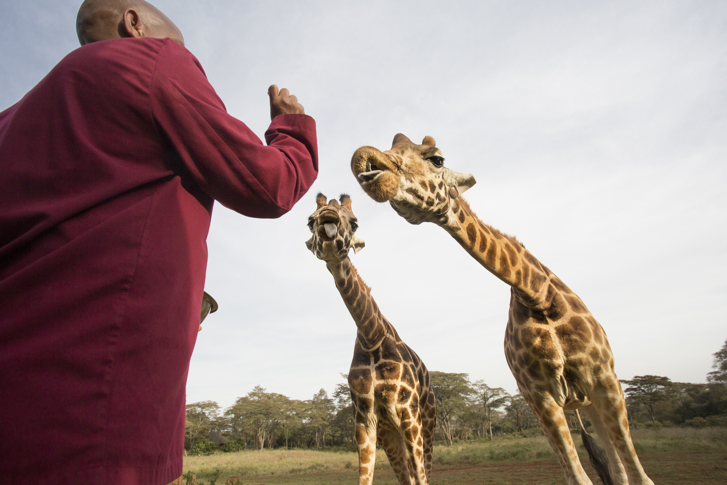 Giraffe Manor