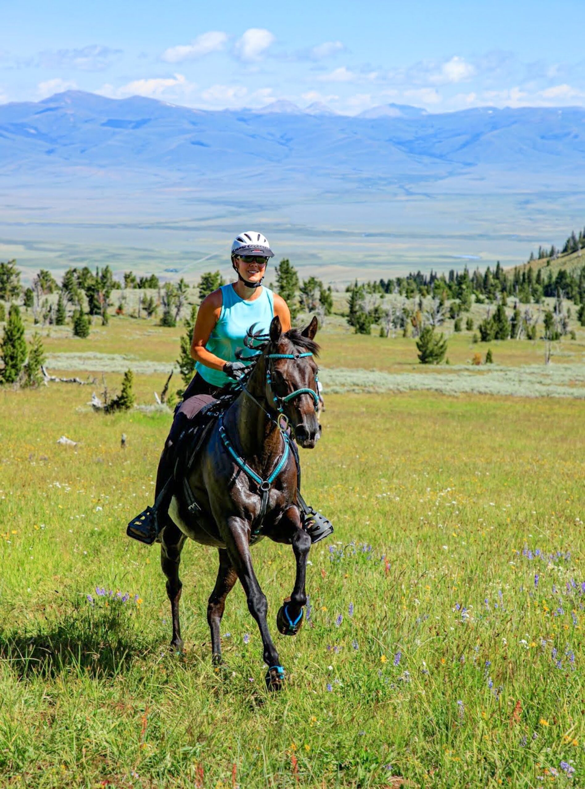 Horse Nomad