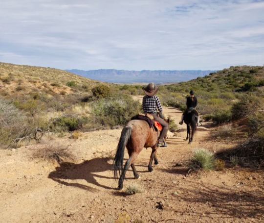 Horse Nomad