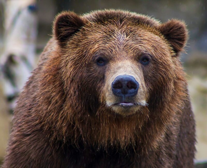 Brown Bears