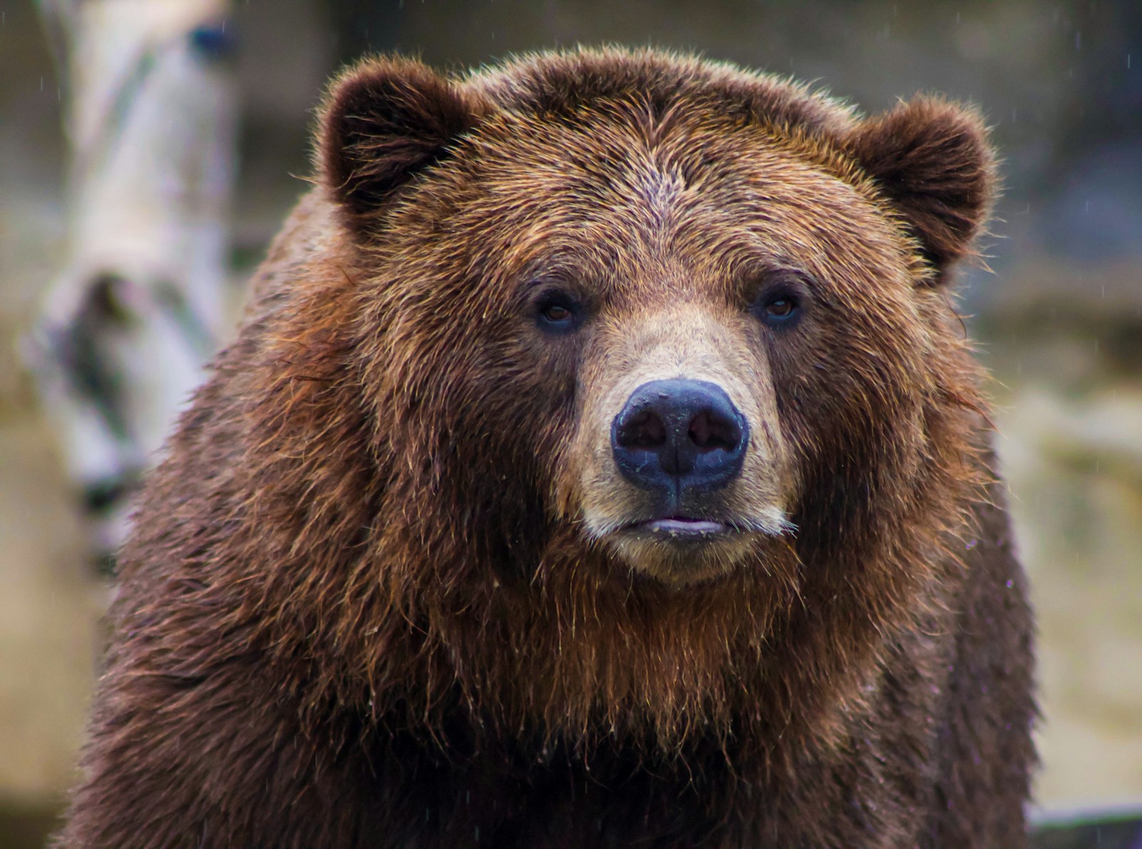 Brown Bears