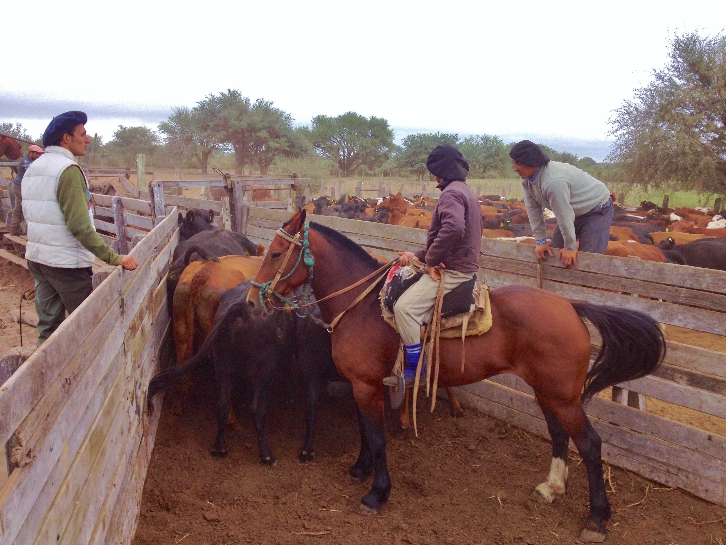 Ride like a gaucho