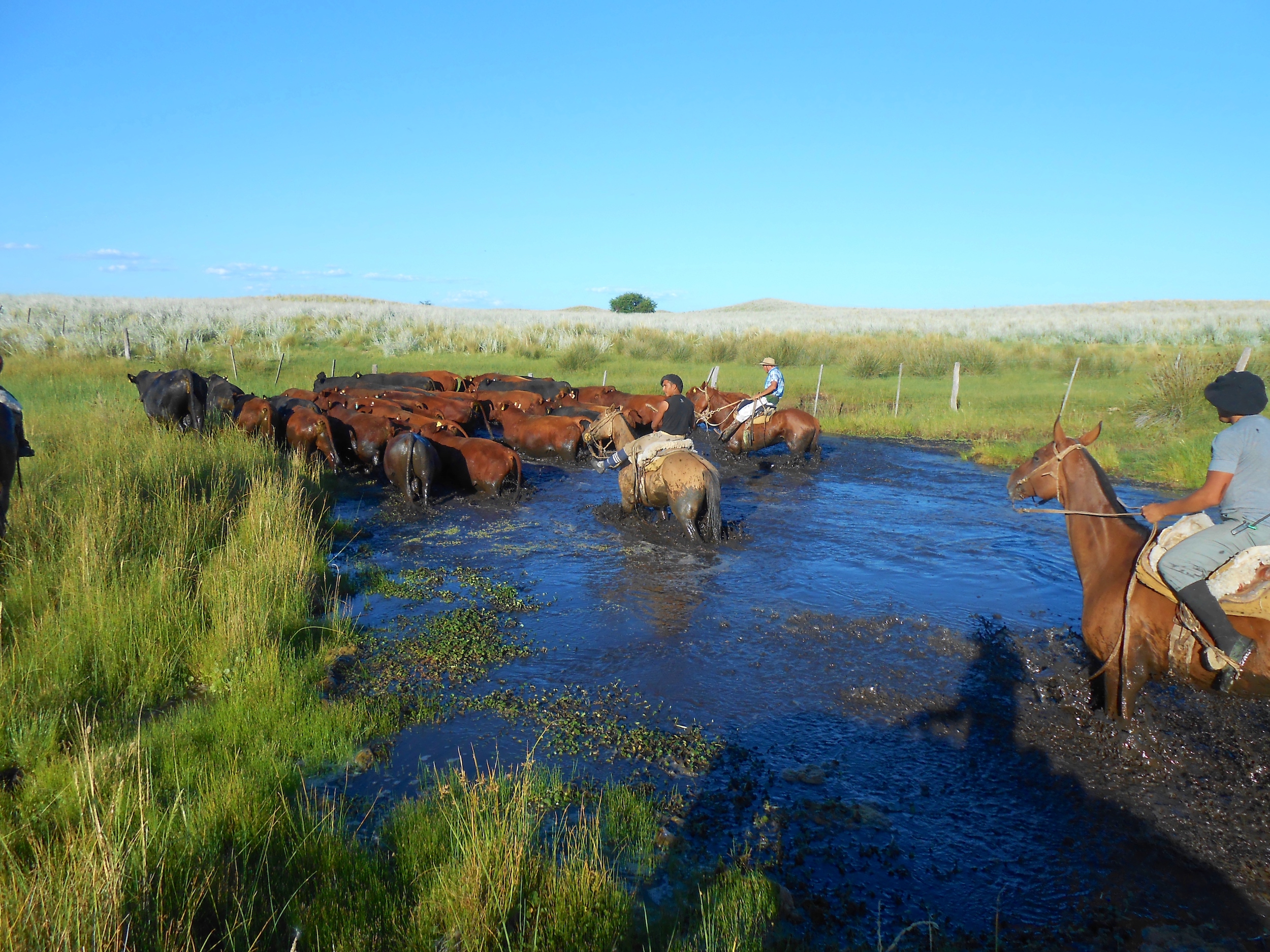Ride like a gaucho